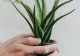 Planta pe care trebuie să o aibă toată lumea în locuință. Este considerată sacră, fiind una dintre cele mai puternice plante care luptă împotriva energiilor negative