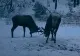 Imagini inedite într-o pădure administrată de Ocolul Silvic Mălini. Doi cerbi tineri, filmaţi când îşi testează forţa coarnelor -VIDEO 