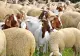 Televiziunea Poporului, alături de fermierii cărora statul le-a confiscat sute de animale. Luis Lazarus le-a donat oi oamenilor care au rămas fără nimic  