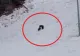 Alertă uriașă înainte de vacanța de schi a copiilor: urși observați pe o pârtie celebră din Poiana Brașov VIDEO