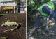 Frig istoric în Florida: iguanele cad din copaci după ce au fost paralizate de temperaturile neobișnuit de scăzute