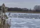 Alertă de gripă aviară în județul Vaslui. Patru lebede au fost găsite moarte pe Lacul Prodana, din Bârlad 