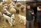  Cât va costa mielul de Paște în 2026. Mărturii de la fermieri - VIDEO