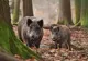Alertă în județul Alba. Creștere alarmantă a numărului de cazuri de pestă porcină africană la mistreți