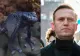 Alexei Navalnîi ar fi fost otrăvit cu o toxină extrem de rară, din venin de broaște