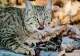 Sute de exemplare de pisică sălbatică, identificate în fondul cinegetic din Buzău. Specia este protejată, fiind interzisă prin lege comercializarea acestor feline