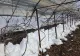 Dezastru în agricultură. Viscolul pune la pământ solariile și lasă legumicultorii în pragul falimentului FOTO+VIDEO
