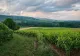 Bilanț amar pentru viticultori: investiții mari, recoltă mică
