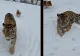Tigru siberian, plimbat liber într-o curte din Dâmbovița, în timp ce restul animalelor păstrează distanța cu teamă - VIDEO