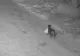 Și-a dresat câinele să arunce gunoiul pe câmp, ca să nu mai plătească salubrizarea. Autoritățile nu s-au lăsat convinse - VIDEO