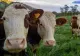 Zeci de tone de carne de vită Mercosur, cu hormoni de creștere interziși, descoperite în țări UE. O parte din cantitate a fost deja consumată  