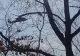 Intervenție spectaculoasă din aer: două elicoptere Black Hawk au fost trimise să lupte cu incendiile din Maramureș și Satu Mare - VIDEO