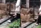 Momente de panică la o grădină zoologică: o fetiță de 10 ani a fost atacată de o leoaică