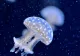 NASA a trimis 2.500 de meduze în spațiu. Ce descoperire au făcut cercetătorii