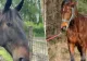 Cai de curse furați în Belgia, găsiți aproape morți de foame în România - FOTO