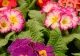 Cum trebuie să îngrijești corect primula. Planta cu colorit viu și variat, pe care trebuie să o ai în grădină sau ghivece