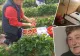 Drama românilor plecați la muncă peste hotare, mărturii sfâșietoare. Cum i-au amăgit politicienii sistemului ani la rând -VIDEO 
