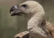 O specie de vulturi extraordinari revine în România după 70 de ani. Unde îi vom vedea inspectând teritoriul 
