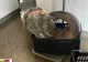 500 de kilograme de somn, confiscate de Garda de Mediu: unde urma să ajungă marfa 