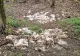Caz șocant în Vaslui: peste 300 de pui de găină morți au fost aruncați într-o pădure. Autoritățile au deschis o anchetă