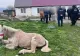 Cal ținut legat pe un câmp, fără apă și fără hrană. Polițiștii din Caraş-Severin au intervenit la timp și au aplicat amenzi de peste 13.000 de lei
