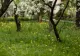 Ce flori să plantezi lângă pomii fructiferi. Alungă dăunătorii și atrag albinele pentru polenizare