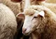 Efectele conflictului din Orientul Mijlociu ar putea fi resimțite la exporturile de ovine după Paște. Avertisemntul DSVSA Buzău