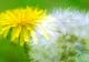 Păpădia, de la plantă ignorată la superaliment: cum poți folosi florile și ce beneficii au pentru sănătate