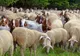 Alertă majoră și mobilizare în patru județe, după descoperirea unui focar de variolă ovină și caprină în Brăila
