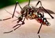 Două cazuri de infecţie cu virusul West Nile, înregistrate în luna iunie. Anunțul INSP