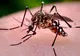 95 de cazuri de infecţie cu virusul West Nile, raportate în România în acest an. Raportul INSP