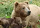 Ursoaică și doi pui, observați în orașul Cugir. Locuitorii au primit mesaj RO-Alert