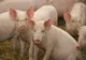 Ajutor de până la 50.000 de euro pentru crescătorii de porci și bovine. Legile au fost promulgate
