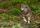 Atacurile urșilor lasă fermele fără animale. Fermierii în pragul disperării