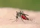 Alertă de sănătate publică: INSP confirmă 46 de cazuri de infecție cu virusul West Nile în România