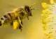 Albinele pot număra: Descoperirea surprinzătoare care schimbă tot ce știam despre inteligența insectelor