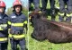 Vițel căzut într-o fântână adâncă de 5 metri, salvat de pompierii din Horezu. A fost folosit un buldoexcavator