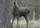 Un nou animal va fi aclimatizat în România. Primele 4 exemplare au fost aduse din  Germania, Elveția și Franța