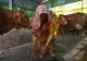 Oamenii din India au ajuns să gătească la bălegar de vacă din cauza lipsei de gaz