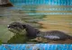 Un castor turbat a atacat un copil de 8 ani. Scene de groază pe malul unui lac din Statele Unite – VIDEO