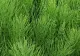 Planta nemuritoare care a supraviețuit dinozaurilor. În România se găsește la tot pasul