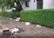 Grindina a făcut prăpăd în mai multe județe din țară. Acoperișuri smulse de vânt, mașini distruse