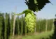 „Aurul verde” care crește pe marginea drumului în România. Occidentalii plătesc și 1.000 de euro pentru un kilogram