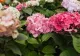 Trucul simplu care poate schimba culoarea hortensiilor. Ingredientul banal din bucătărie care influențează nuanța florilor