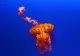 O nouă specie de meduză-cutie extrem de veninoasă a fost identificată în apropiere de Singapore