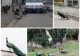Oraș terorizat de păuni, în Italia. Oamenii nu mai dorm noaptea, iar păsările au ajuns să atace mașinile – VIDEO