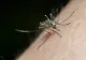 De ce te înțeapă țânțarii? Factorii pentru care aceste insecte sunt mai atrase de anumite persoane