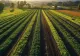 Cum aterizează miliardele de la UE direct la șeici. România apare în mega-afacerea cu terenuri agricole