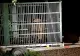 O ursoaică a fost eutanasiată la Brașov după ce s-a întors din nou în cartierele orașului
