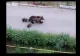 Alertă RO-Alert în Târgu Mureș: ursoaică cu pui, văzută pe o stradă din oraș